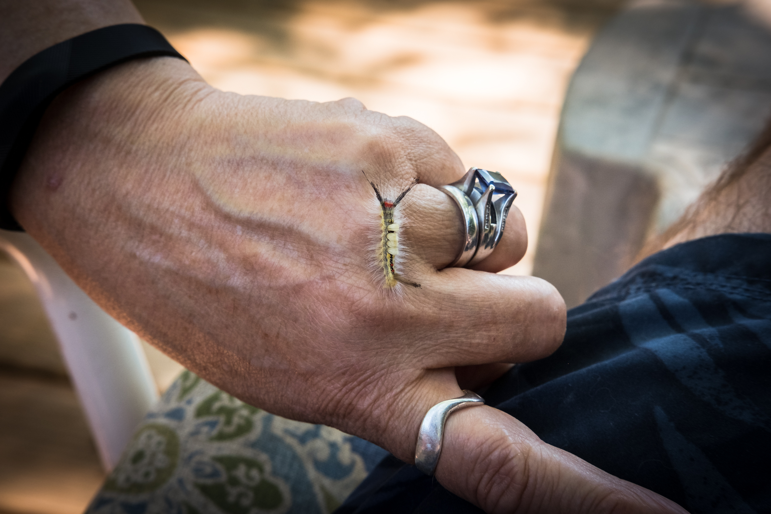White-Marked Tussock Moth - (Orgyia leucostigma)