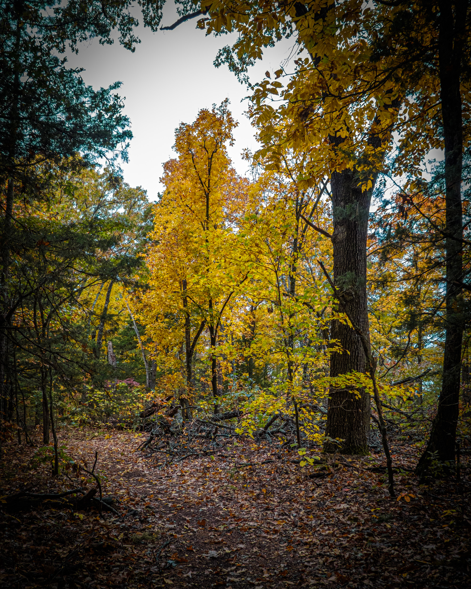 Fall color on the Pilot Trail - Breakfast in America